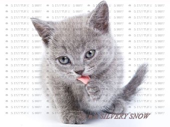 Британские котята питомника Silvery Snow