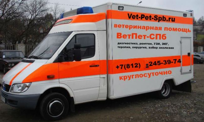 Вызов ветеринарного врача на дом в СПб