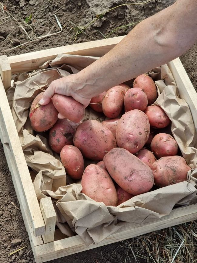 11 сортов отборного картофеля от поставщика