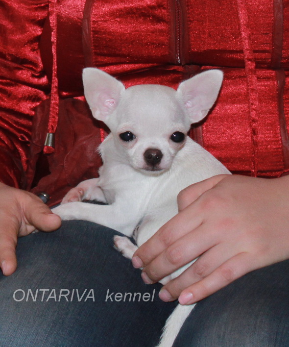 Чихуахуа щенки из питомника Онтарива